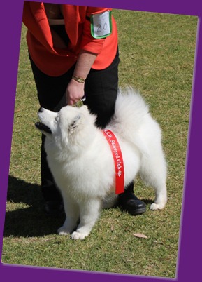 20120909_SamoyedClubShow (14 of 26)_Cropped