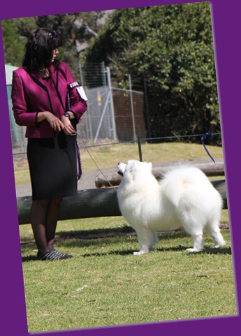 20120909_SamoyedClubShow (21 of 26)_Cropped