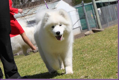 20120909_SamoyedClubShow (24 of 26)_Cropped