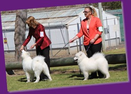 20120909_SamoyedClubShow (9 of 26)_Cropped