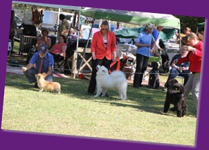  20120923_Ali_Nowra Dog Show [Sun]_(11 of 21)