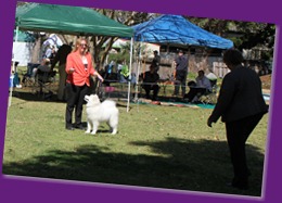 20120922_Dog Show - Nowra (3 of 7)