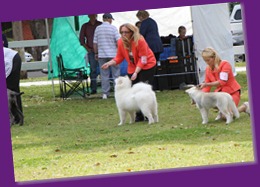 20120922_Dog Show - Nowra (6 of 7)