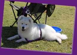 20120916_Samoyed Fun Day (51 of 53)